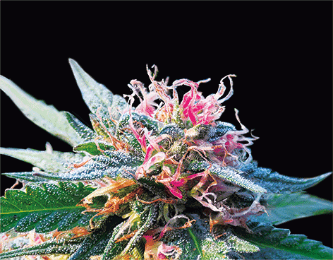 Wall Art | Lenticular 3D - Bubba Kush | 14" x 18"