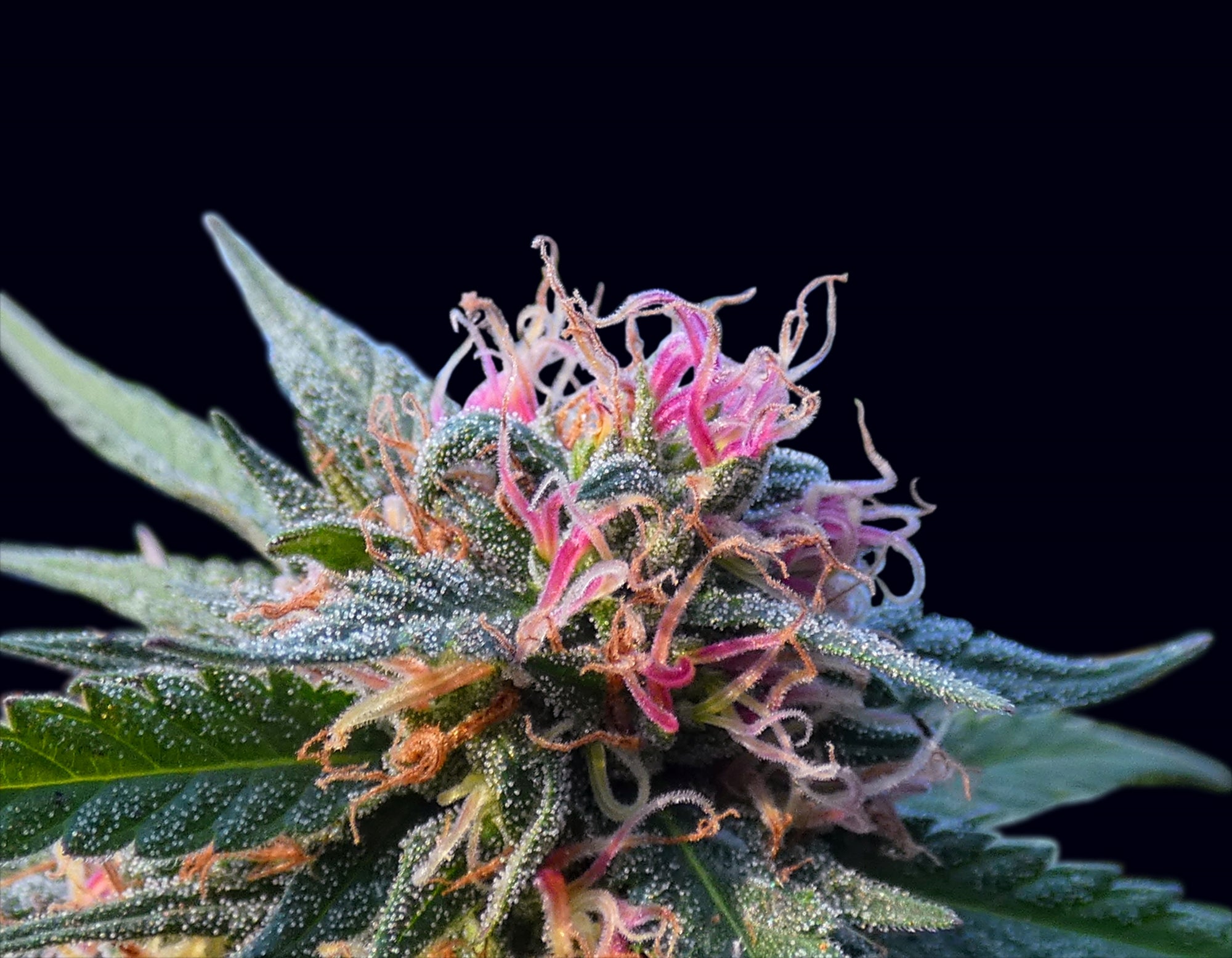 Wall Art | Lenticular 3D - Bubba Kush | 14" x 18"