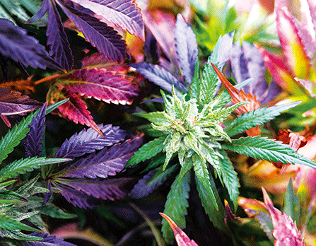 Wall Art | lenticular 3D -Garden Delight | 14" x 18"