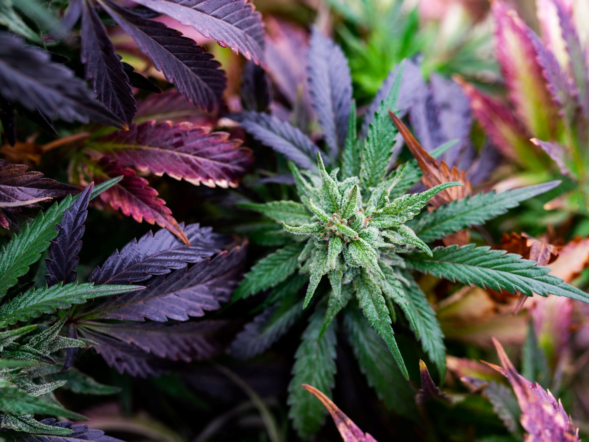 Wall Art | lenticular 3D -Garden Delight | 14" x 18"