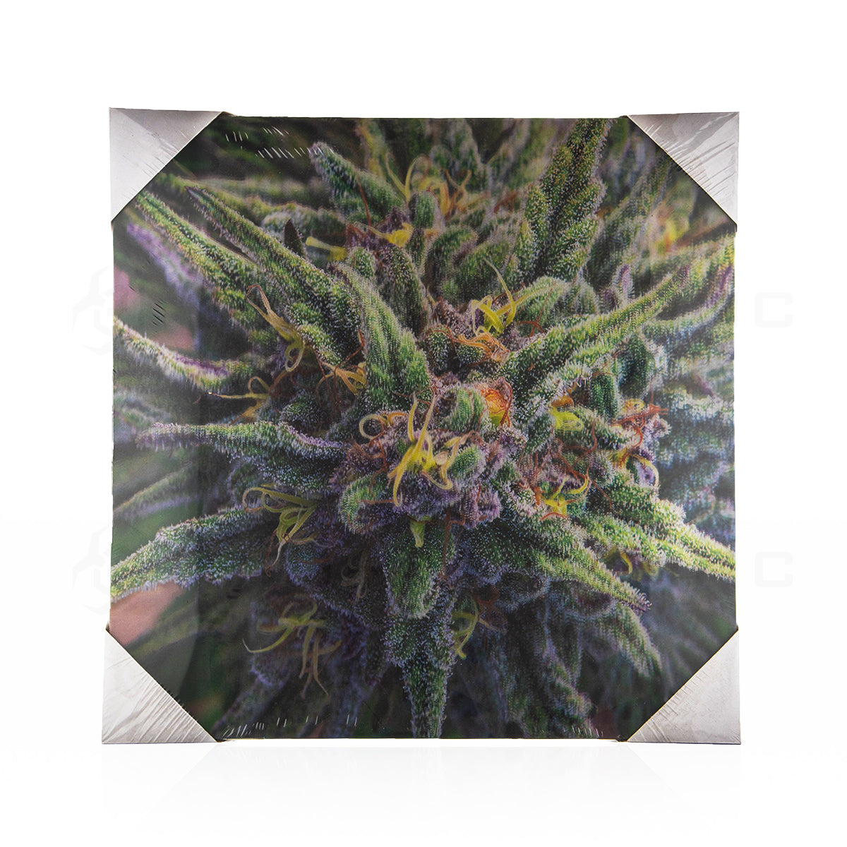 Wall Art | lenticular 3D - Granddaddy Purple | 16" x 16" Wall Art Biohazard Inc