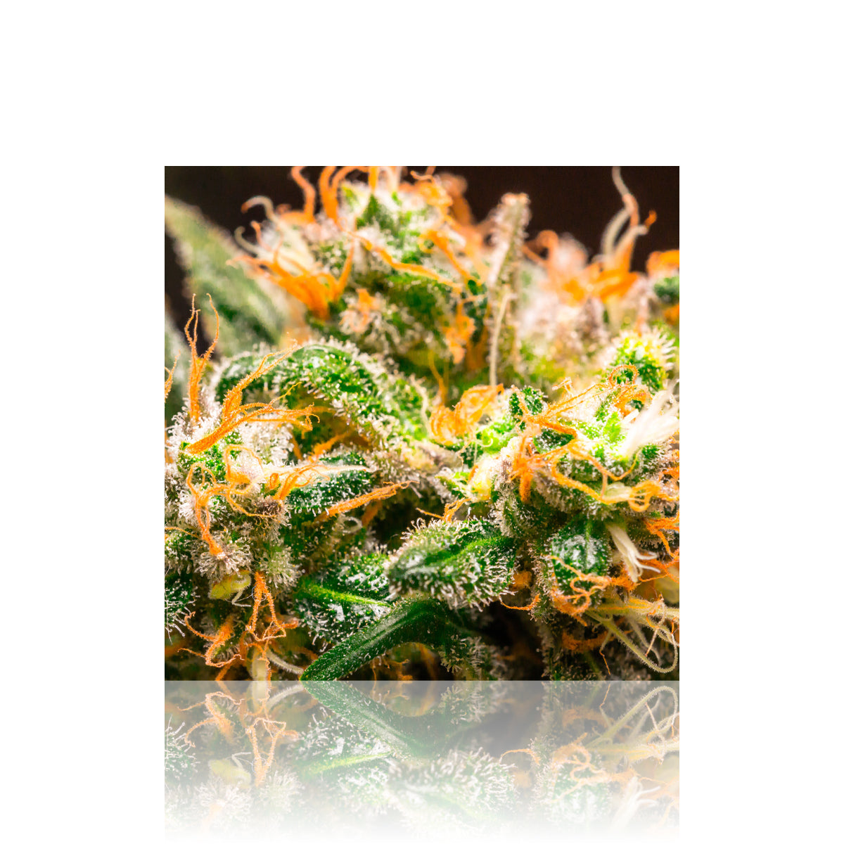 Wall Art | lenticular 3D - Orange Haze Bud | 16" x 16" Wall Art Biohazard Inc