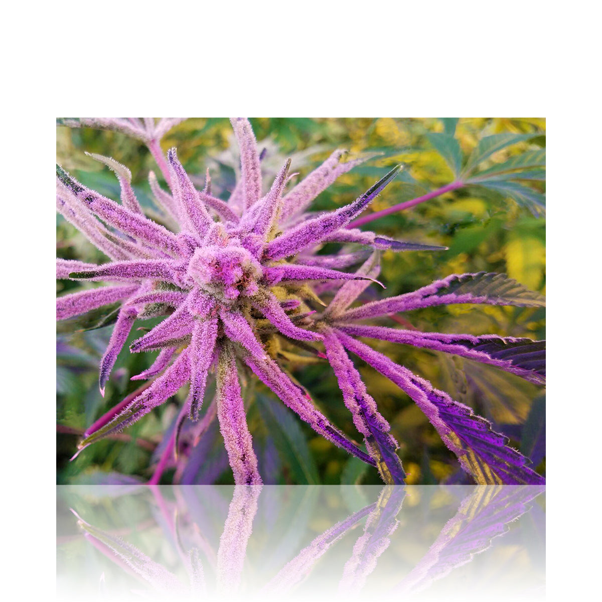 Wall Art | lenticular 3D - Platinum Buffalo | 16" x 16" Wall Art Biohazard Inc