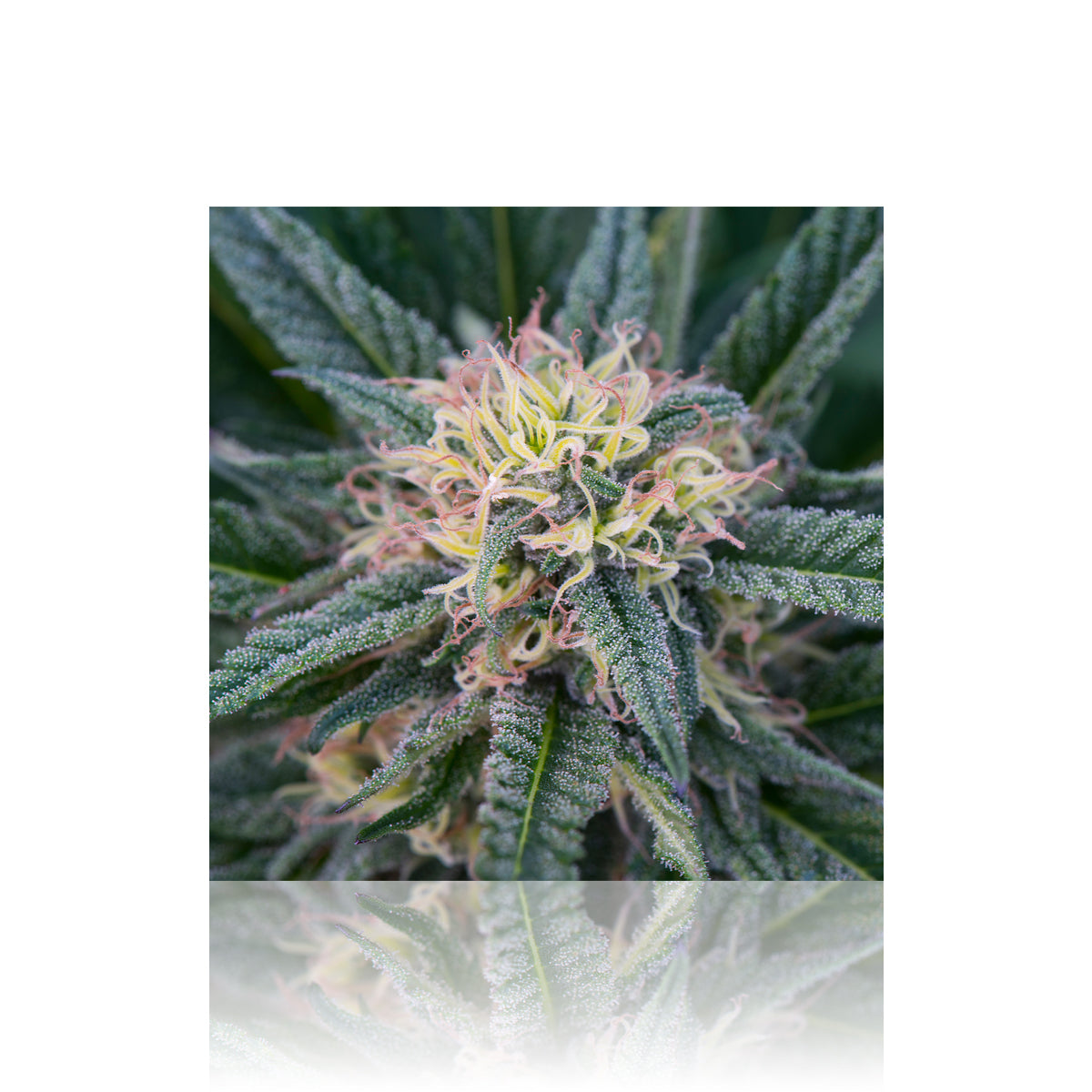 Wall Art | lenticular 3D - Pink Lady | 16" x 16" Wall Art Biohazard Inc