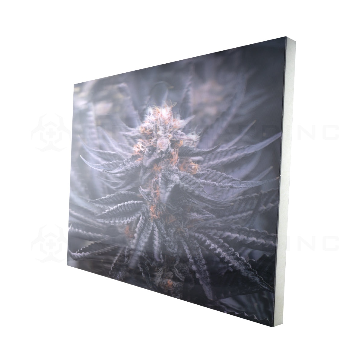Wall Art | lenticular 3D - Huckleberry Kush | 16" x 16" Wall Art Biohazard Inc