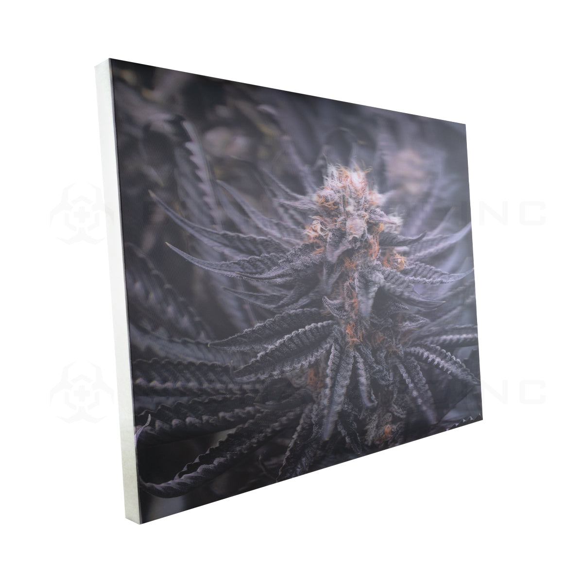 Wall Art | lenticular 3D - Huckleberry Kush | 16" x 16" Wall Art Biohazard Inc