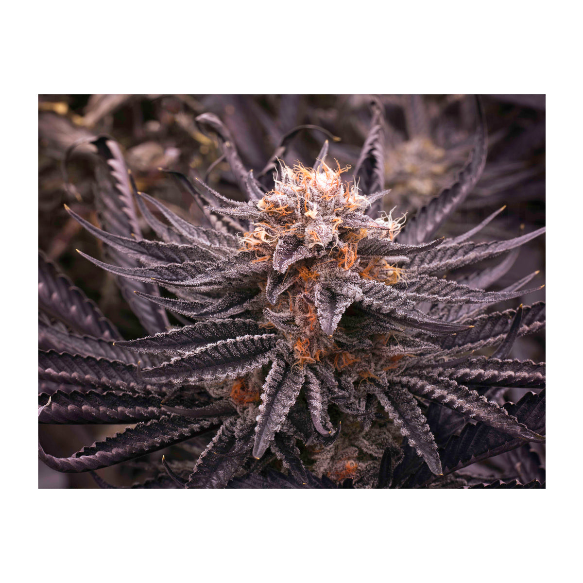 Wall Art | lenticular 3D - Huckleberry Kush | 16" x 16" Wall Art Biohazard Inc