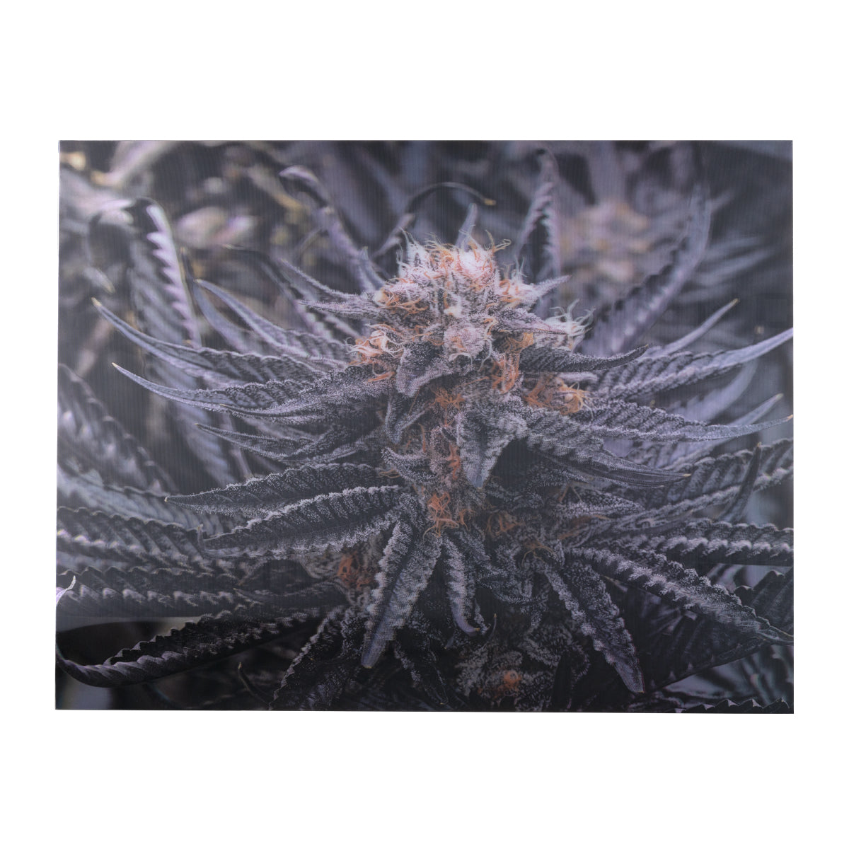 Wall Art | lenticular 3D - Huckleberry Kush | 16" x 16" Wall Art Biohazard Inc