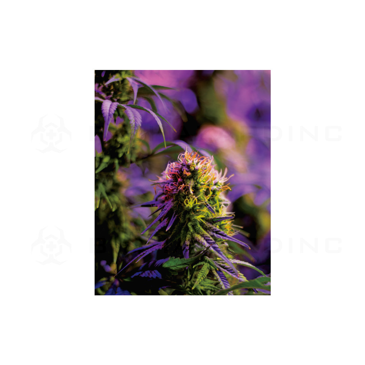 Wall Art | lenticular 3D - Eden Bud | 16" x 16" Wall Art Biohazard Inc
