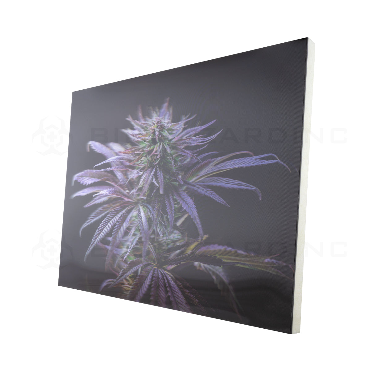 Wall Art | lenticular 3D - Blueberry Kush | 16" x 16" Wall Art Biohazard Inc