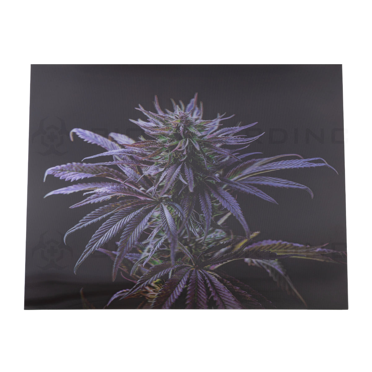 Wall Art | lenticular 3D - Blueberry Kush | 16" x 16" Wall Art Biohazard Inc