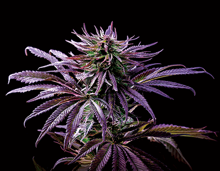 Wall Art | lenticular 3D - Blueberry Kush | 16" x 16" Wall Art Biohazard Inc