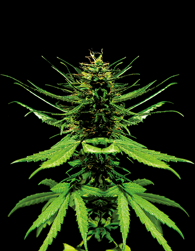 Wall Art | lenticular 3D - Ganja Prime | 18" x 14" Wall Art Biohazard Inc