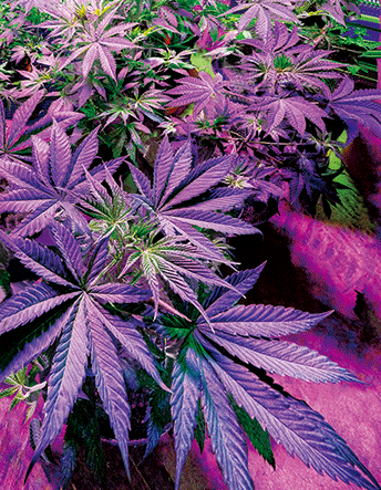 Wall Art | lenticular 3D - Purple Plant | 18" x 14" Wall Art Biohazard Inc