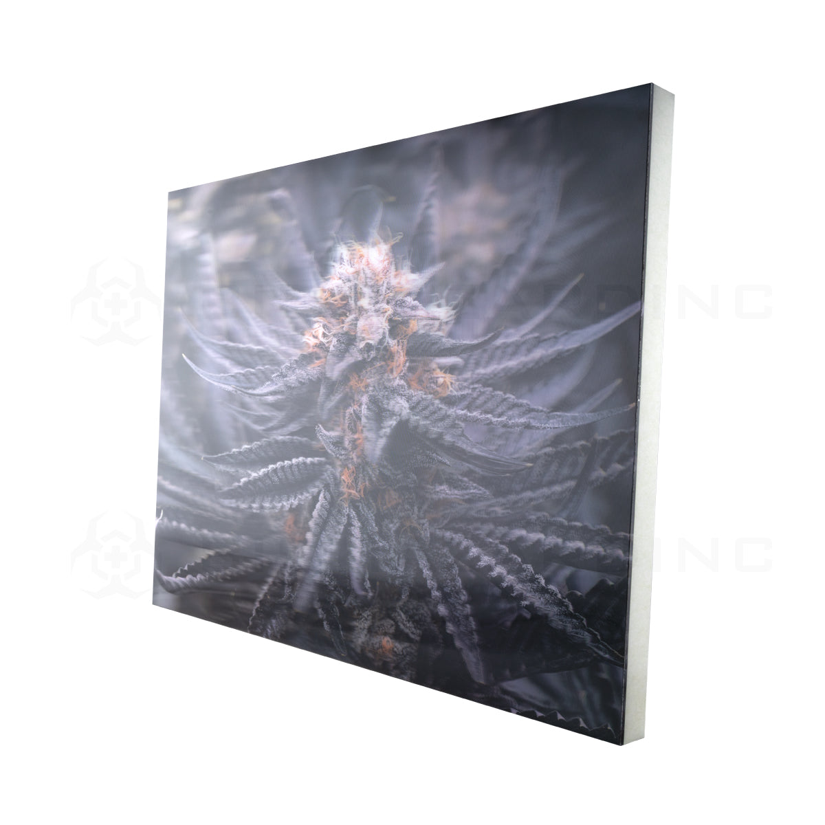 Wall Art | lenticular 3D - Huckleberry Kush | 16" x 16" Wall Art Biohazard Inc   